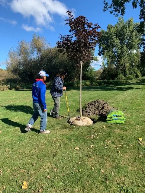 a person and person planting a tree