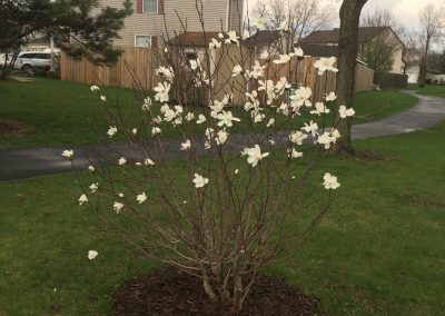 Memorial Magnolia at Buchanan