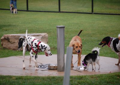 4 dogs drinking water at Bo's Run Dog Park