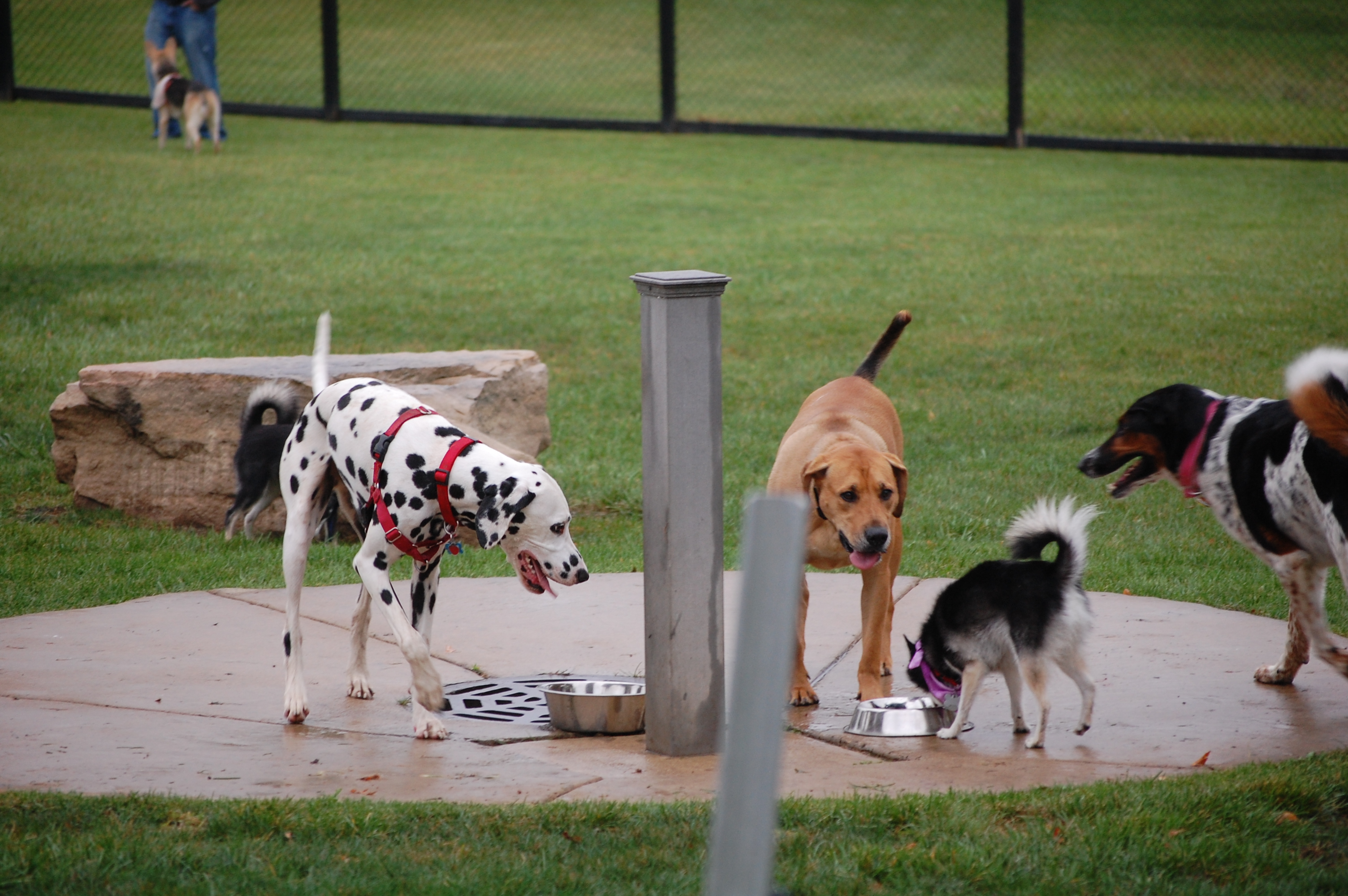 4 dogs drinking water at Bo's Run Dog Park